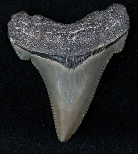 Nice Angustidens Tooth - Megalodon Ancestor #13068
